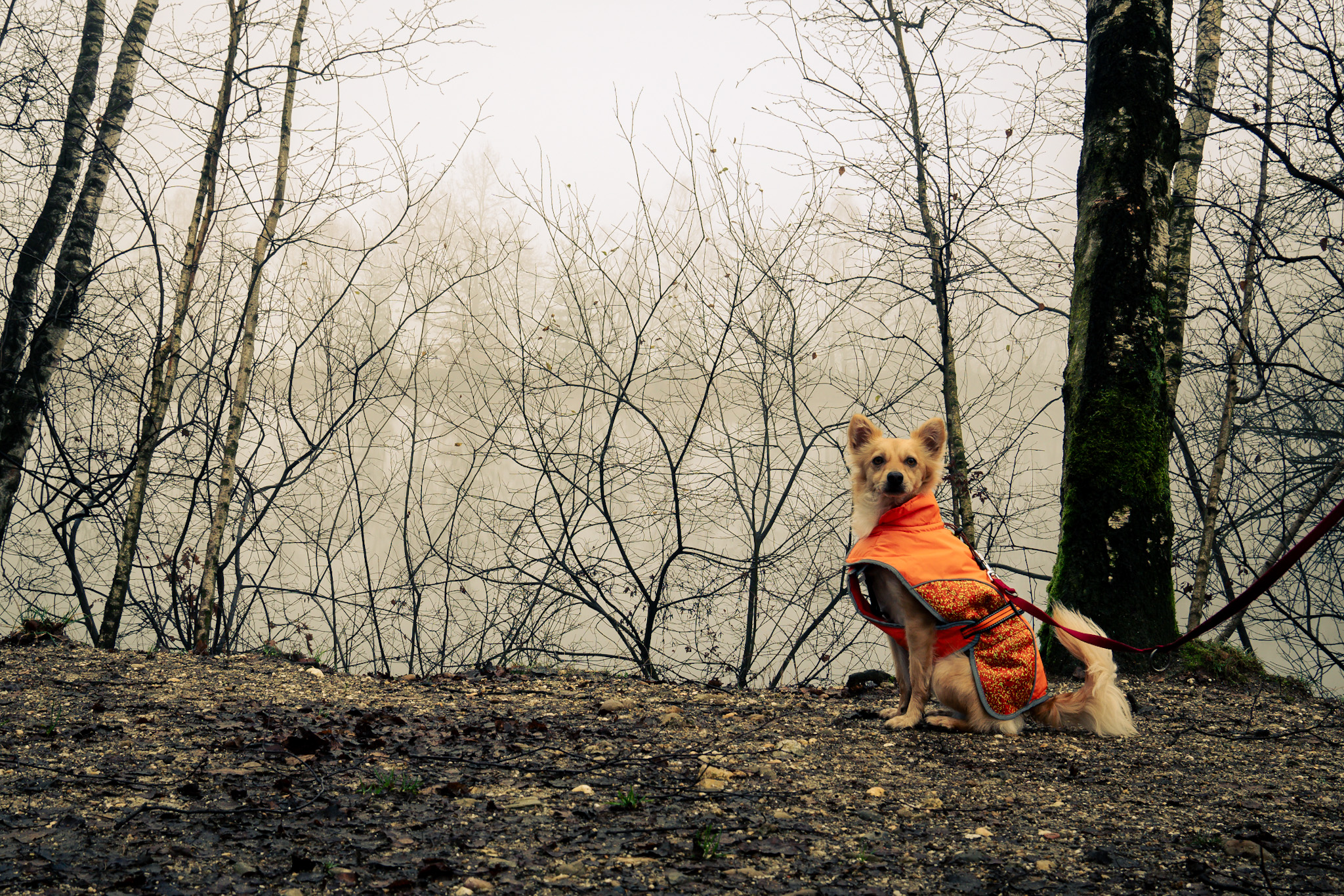 Kleiner Hund mit orangener Weste vor einer Heidelandschaft