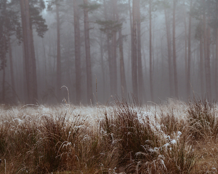 Gefrorene Heide