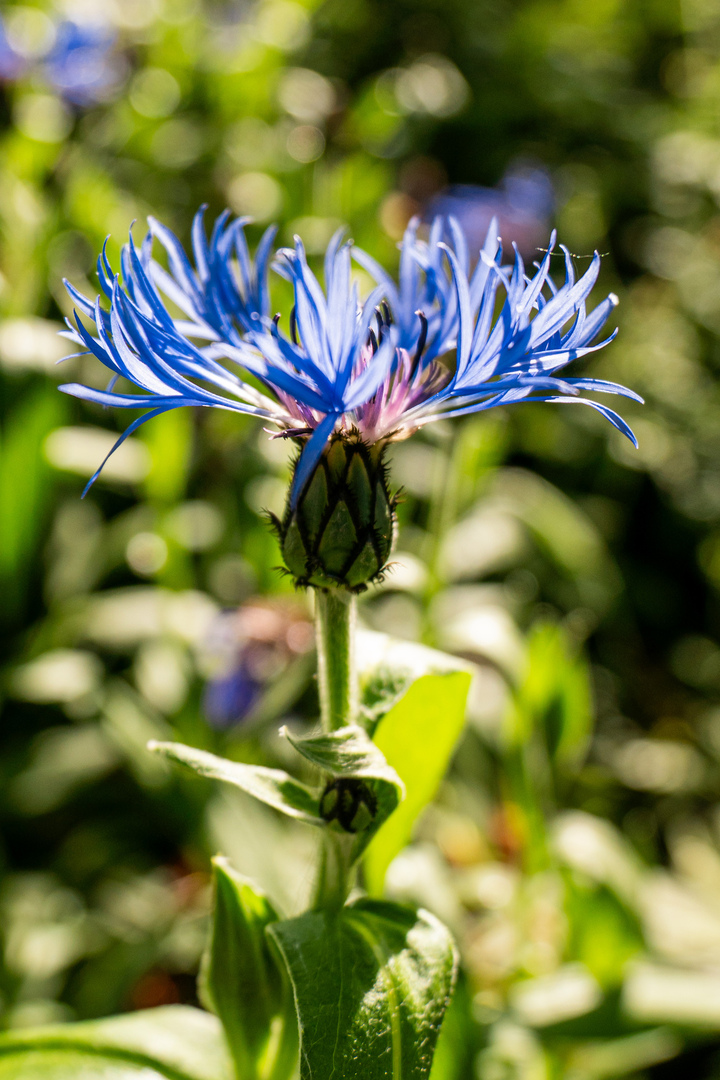 Blumen01 Blumen01