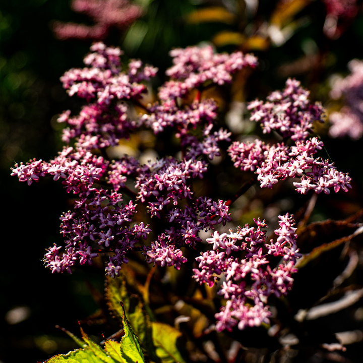 Blumen02 Blumen02
