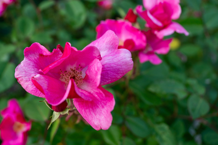 Blumen03 Blumen03