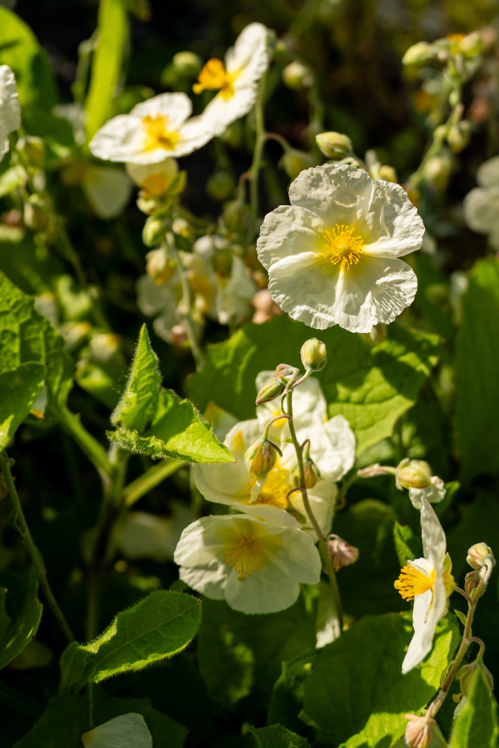 Blumen04 Blumen04