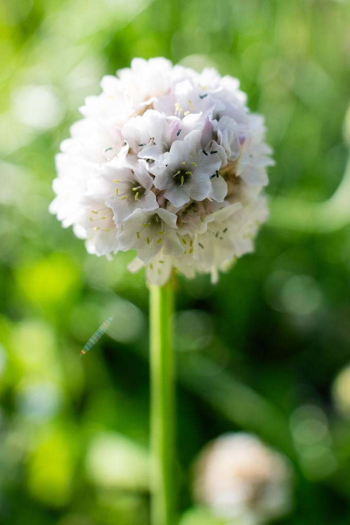 Blumen05 Blumen05