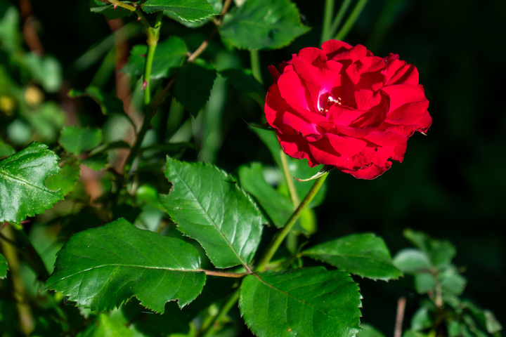 Blumen06 Blumen06