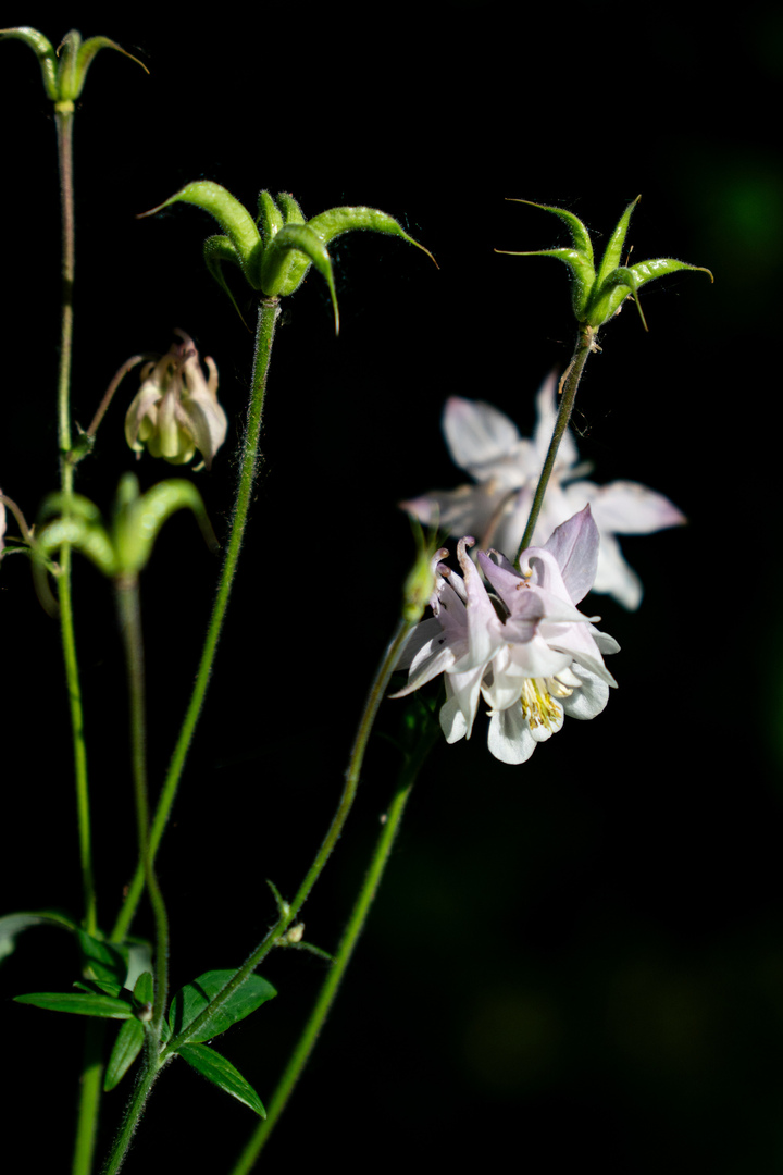 Blumen07 Blumen07