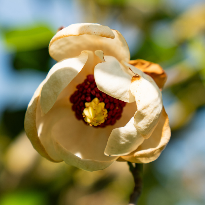 Blumen08 Blumen08