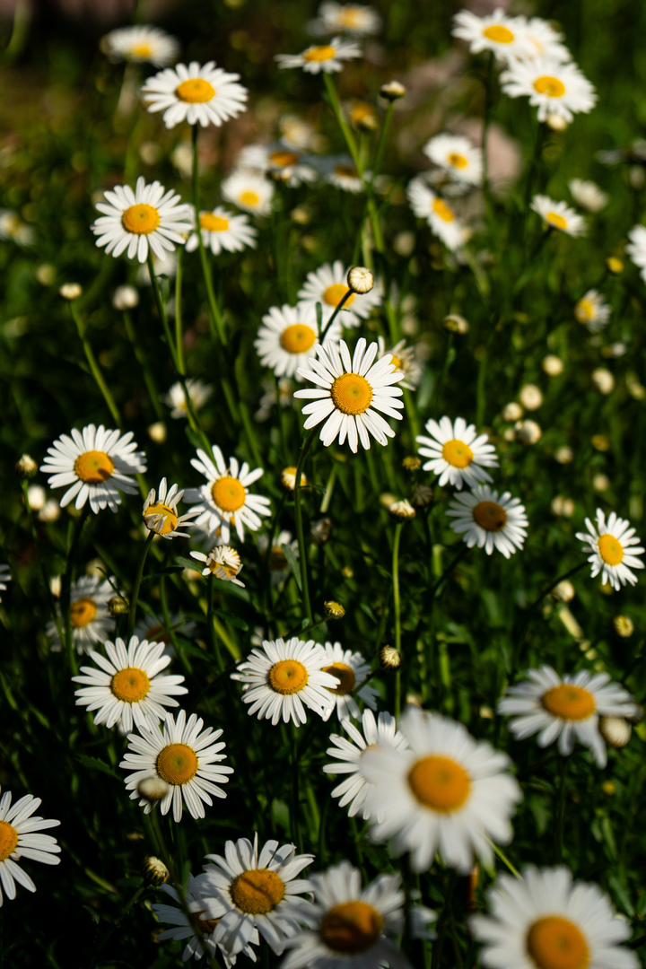 Blumen09 Blumen09
