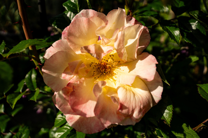 Blumen10 Blumen10