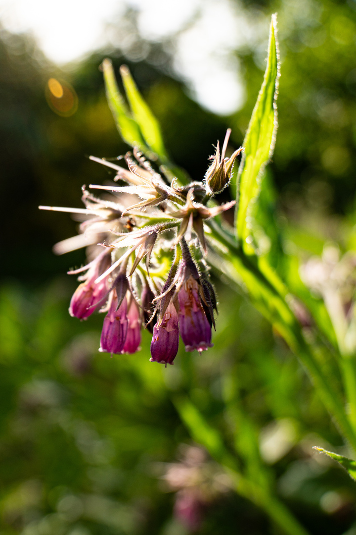 Blumen11 Blumen11
