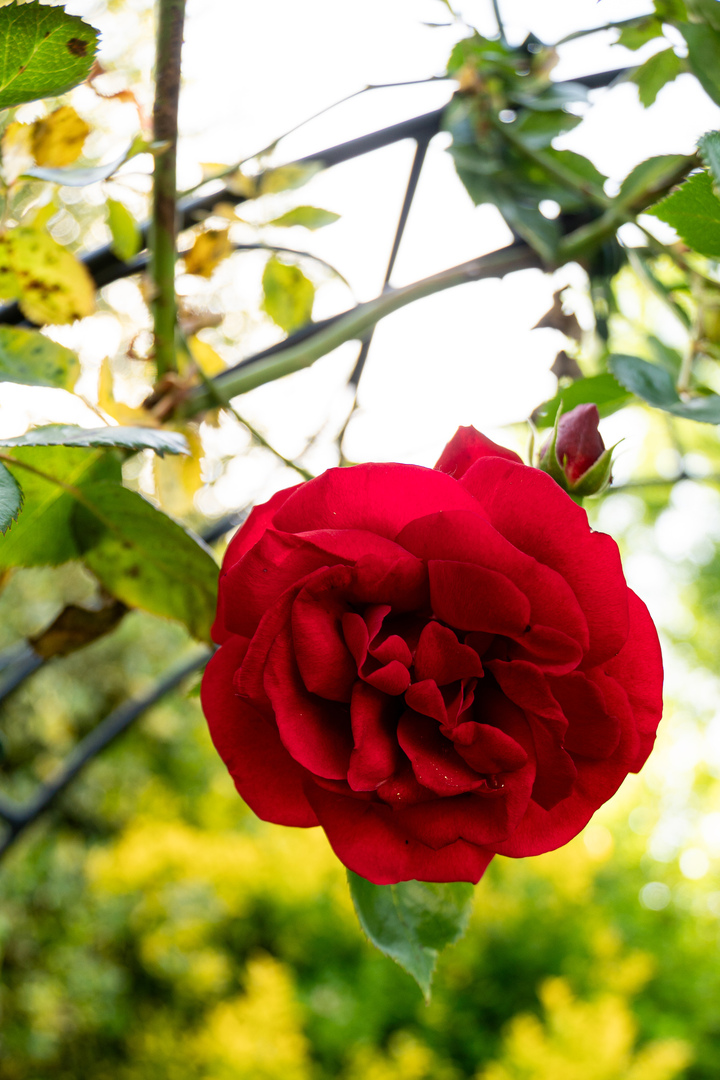 Blumen12 Blumen12