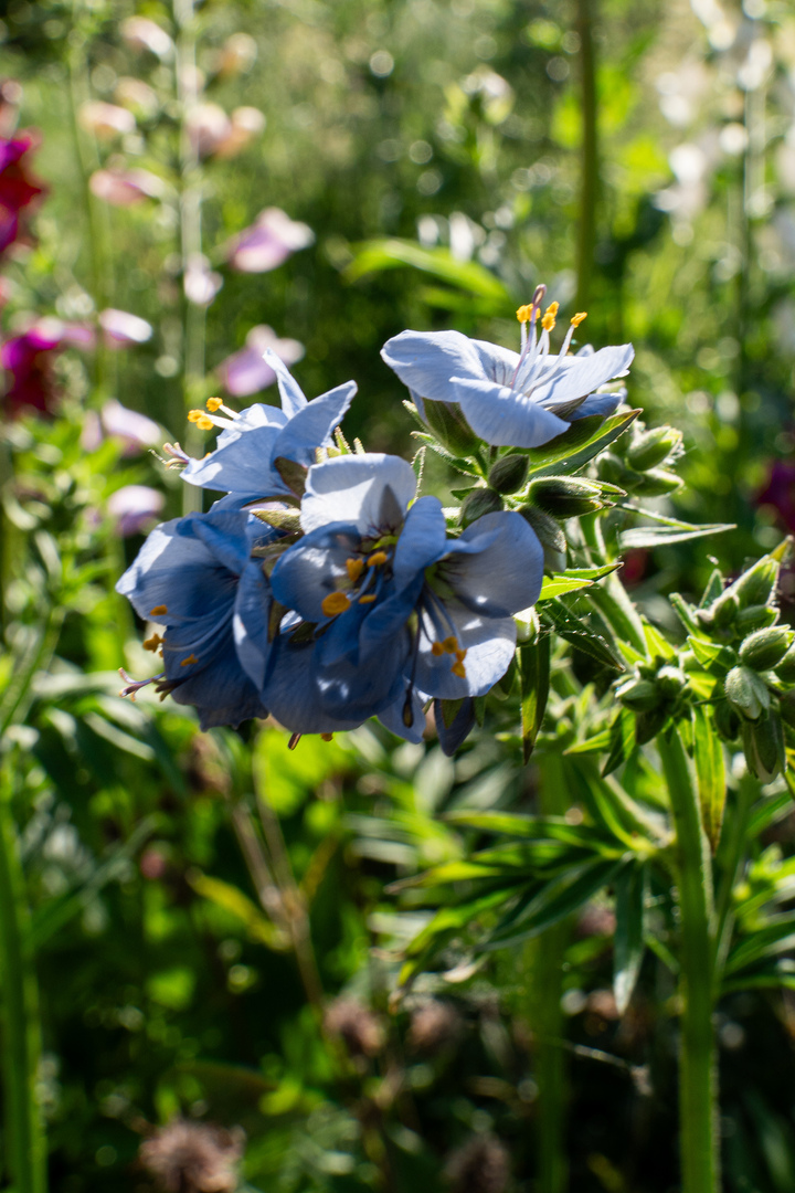 Blumen13 Blumen13