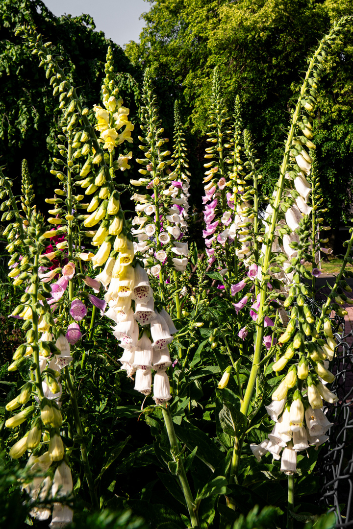 Blumen14 Blumen14