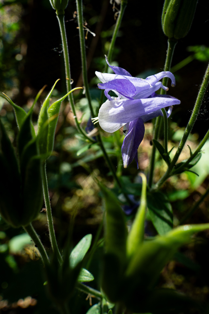 Blumen15 Blumen15
