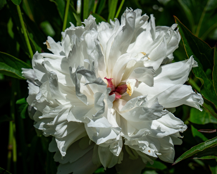 Blumen16 Blumen16
