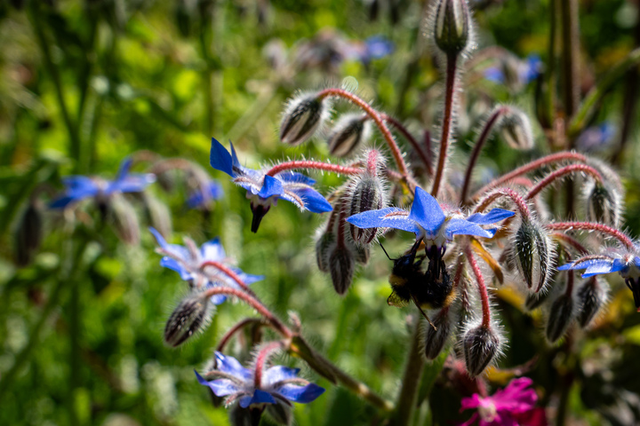 Blumen17 Blumen17