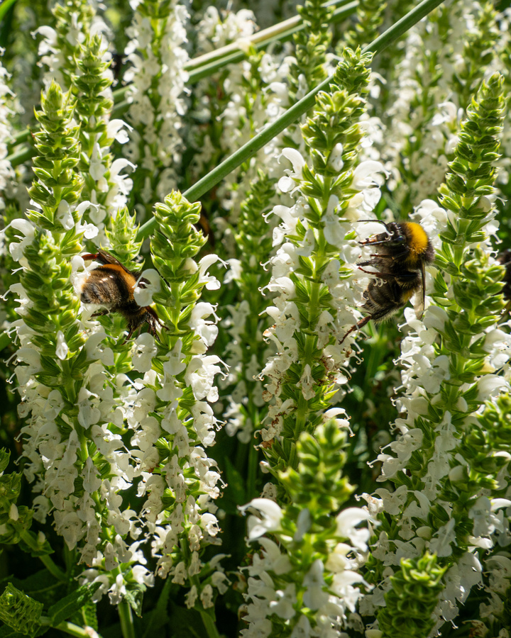 Blumen18 Blumen18