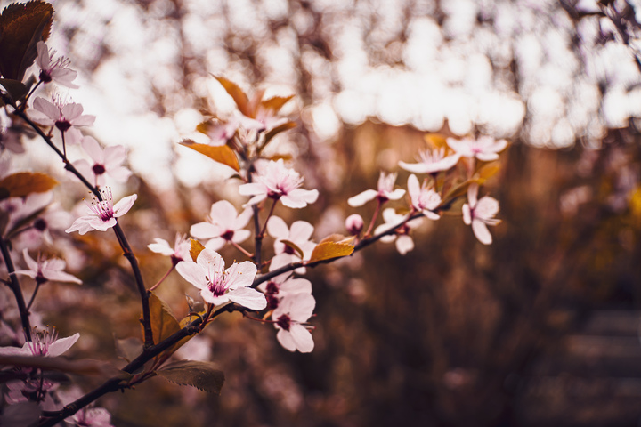 Pflaumenblüten