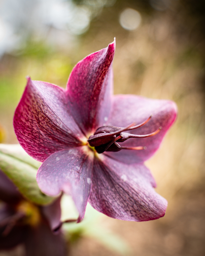 Helleborus Blüte