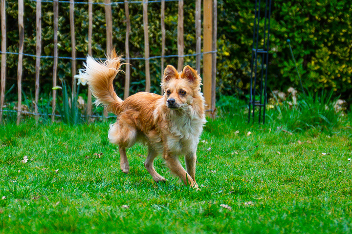 Toby beim Spielen