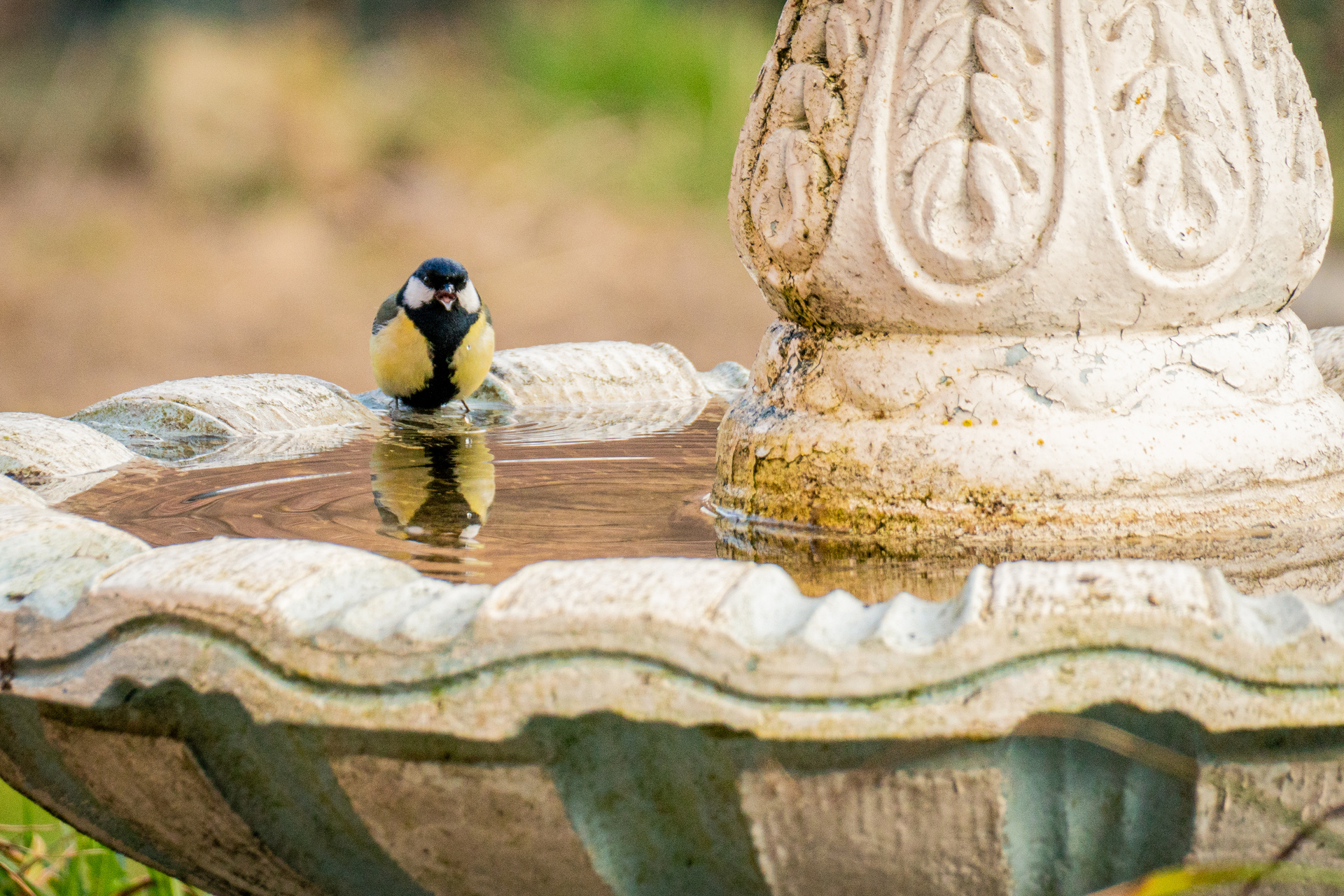 Eine Kohlmeise trinkt am Brunnen