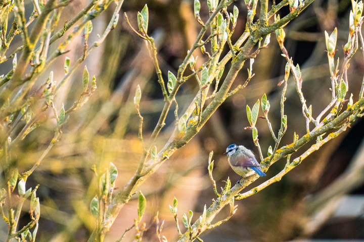 Blaumeise im Baum