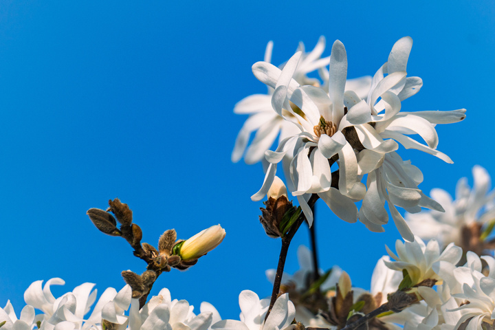 Sternmagnolie