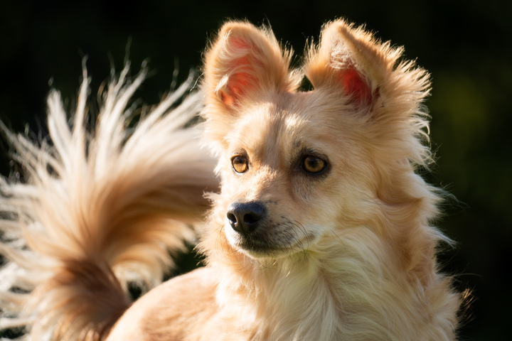 Toby Portrait
