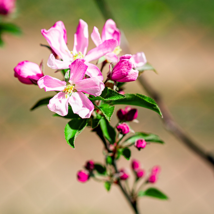 Zierapfel