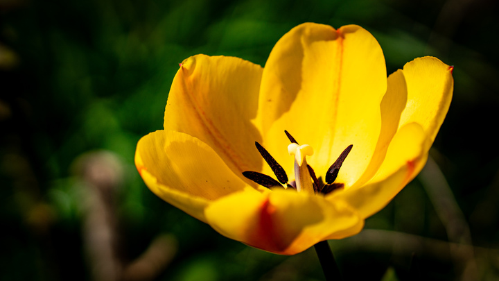 gelbe Tulpe