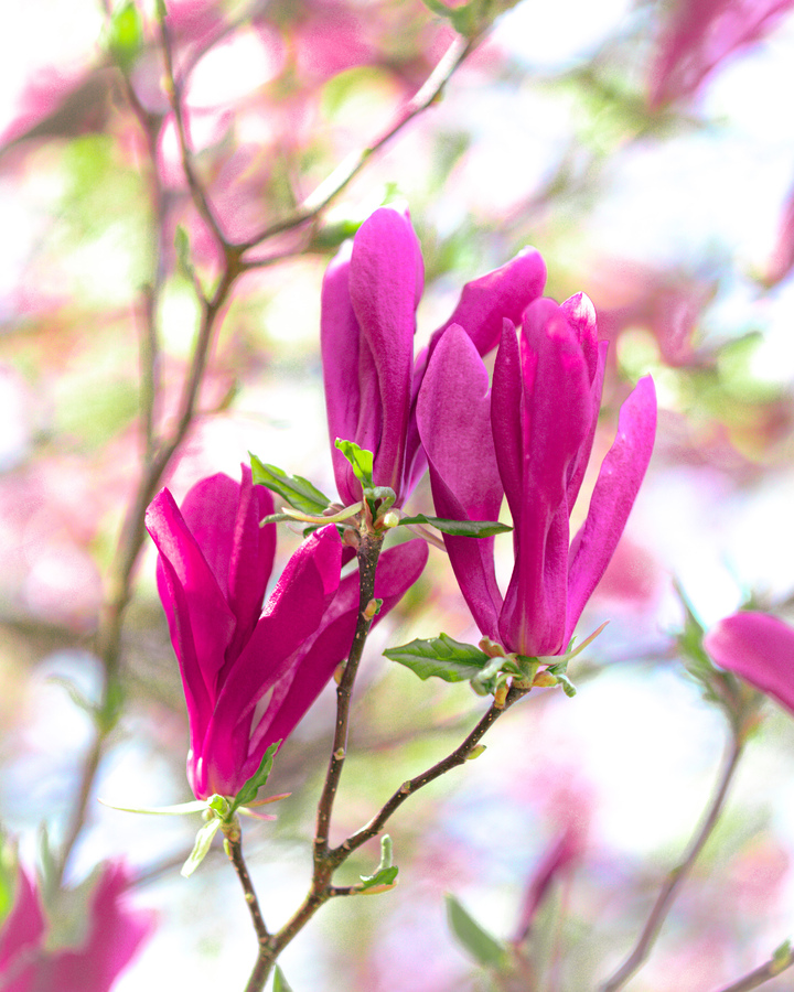 Tulpenmagnolie
