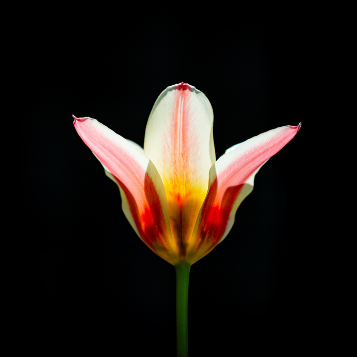 Zweifarbige Tulpe