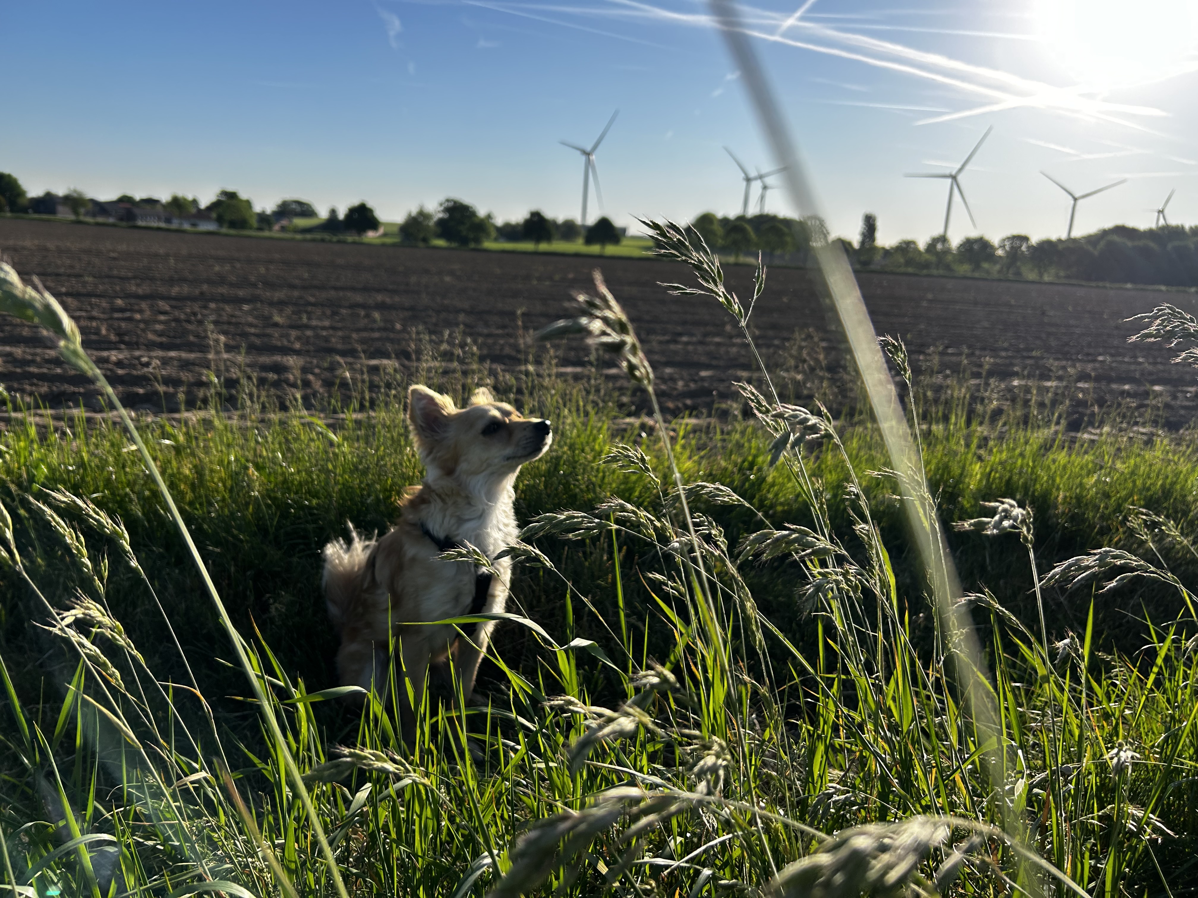 Toby im Feld