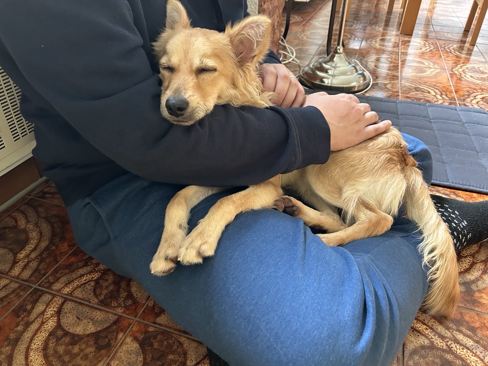 Kleiner Hund schlafend auf dem Schoß