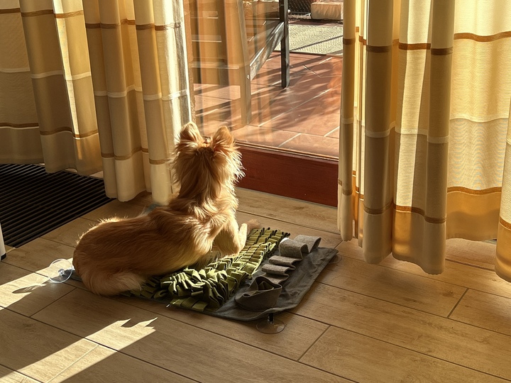 Toby vermisst den Garten